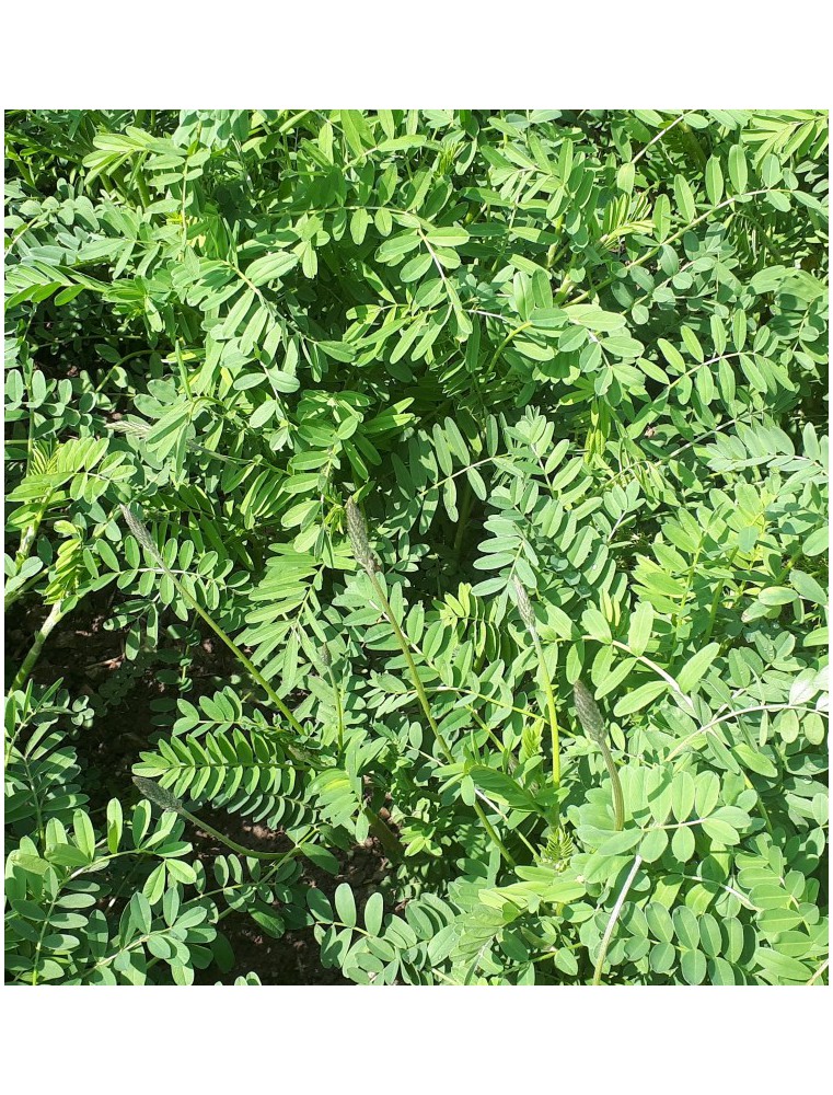 Esparceta siewna - TAJA