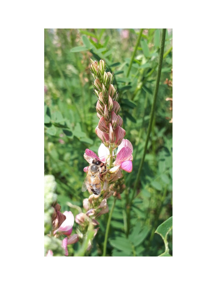 Esparceta siewna - TAJA kwiat