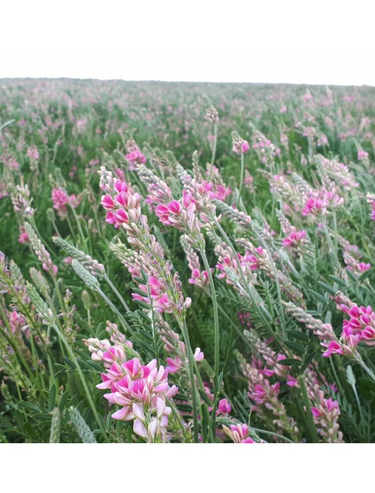 Esparceta siewna - TAJA