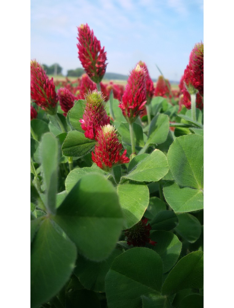 Koniczyna krwistoczerwona - OPOLSKA- plantacja