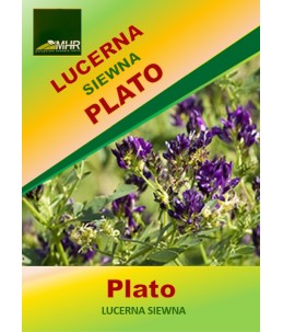 Nasiona lucerny siewnej Plato