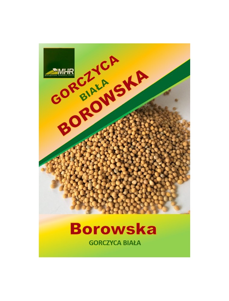 Nasiona gorczycy białej Borowskiej -ziarna