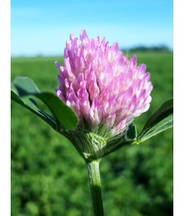 Nasiona koniczyny łąkowej- PASIEKA- kwiat