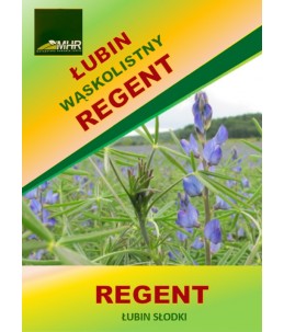 Nasiona łubinu wąskolistnego Regent-kwiat