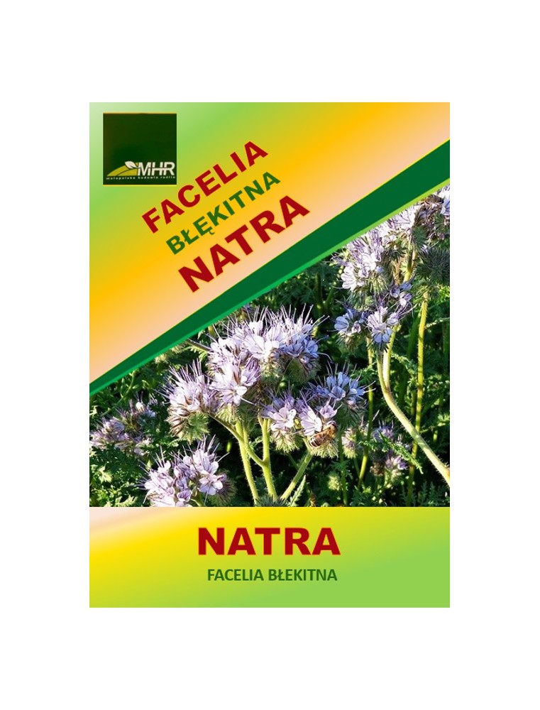 Nasiona facelii błękitnej Natra -kwiat