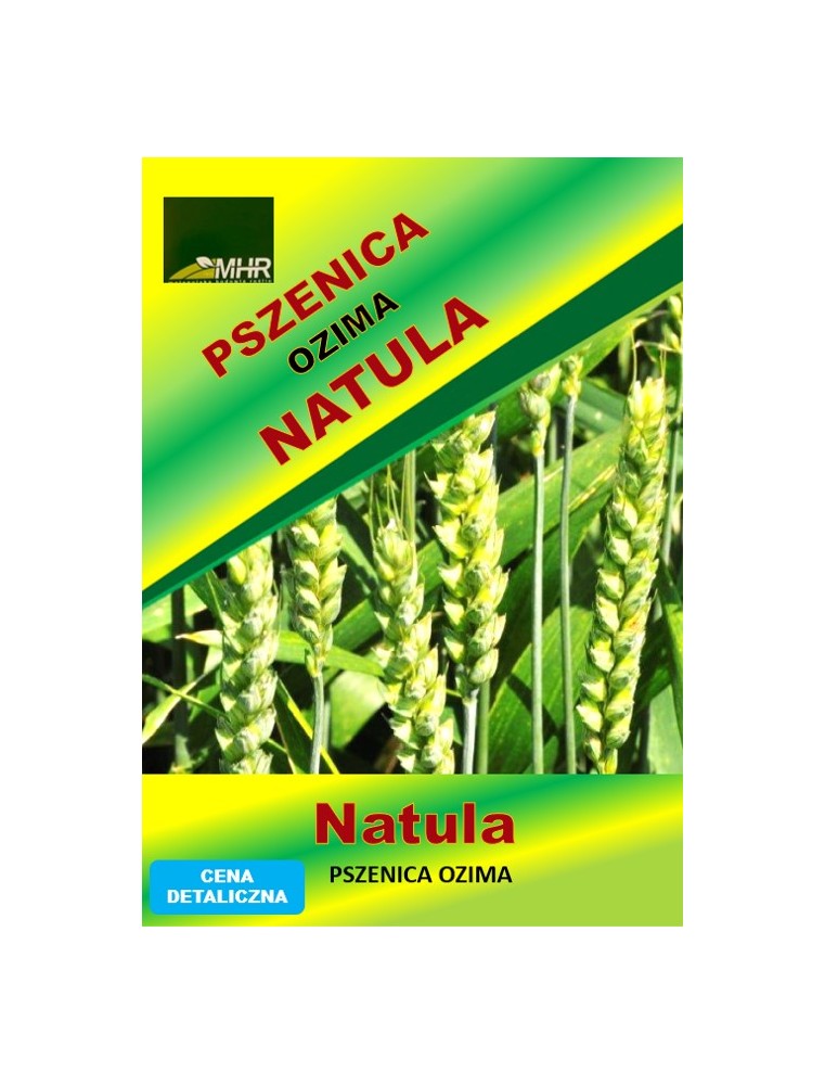 Nasiona pszenicy ozimej - NATULA (A) a'50