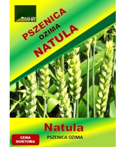 Nasiona pszenicy ozimej - NATULA