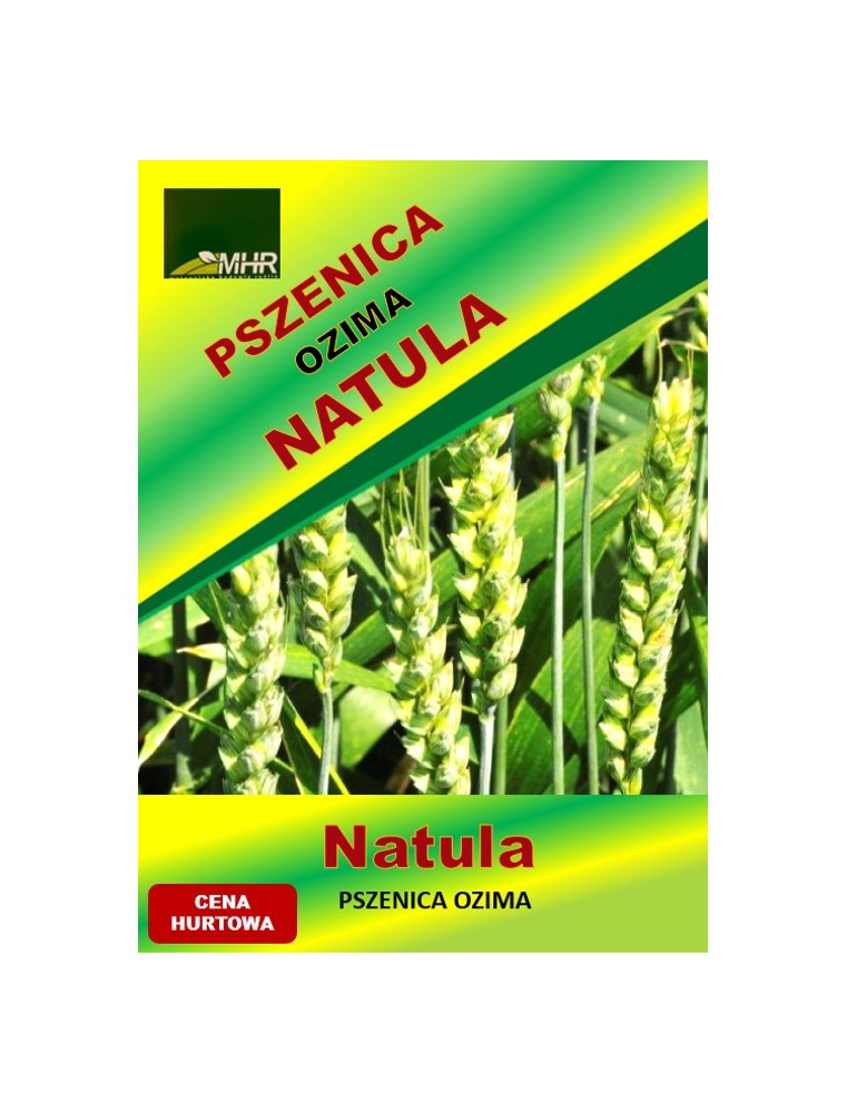Nasiona pszenicy ozimej - NATULA