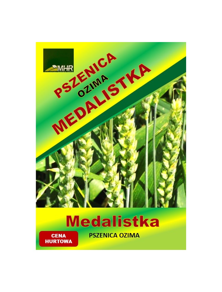 Nasiona pszenicy ozimej - MEDALISTKA (B)  hurt (1 tona)