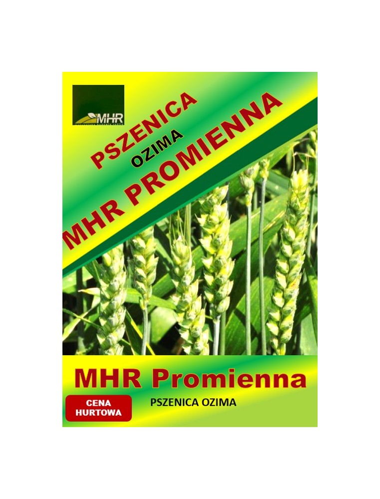 Nasiona pszenicy ozimej - MHR PROMIENNA (B)