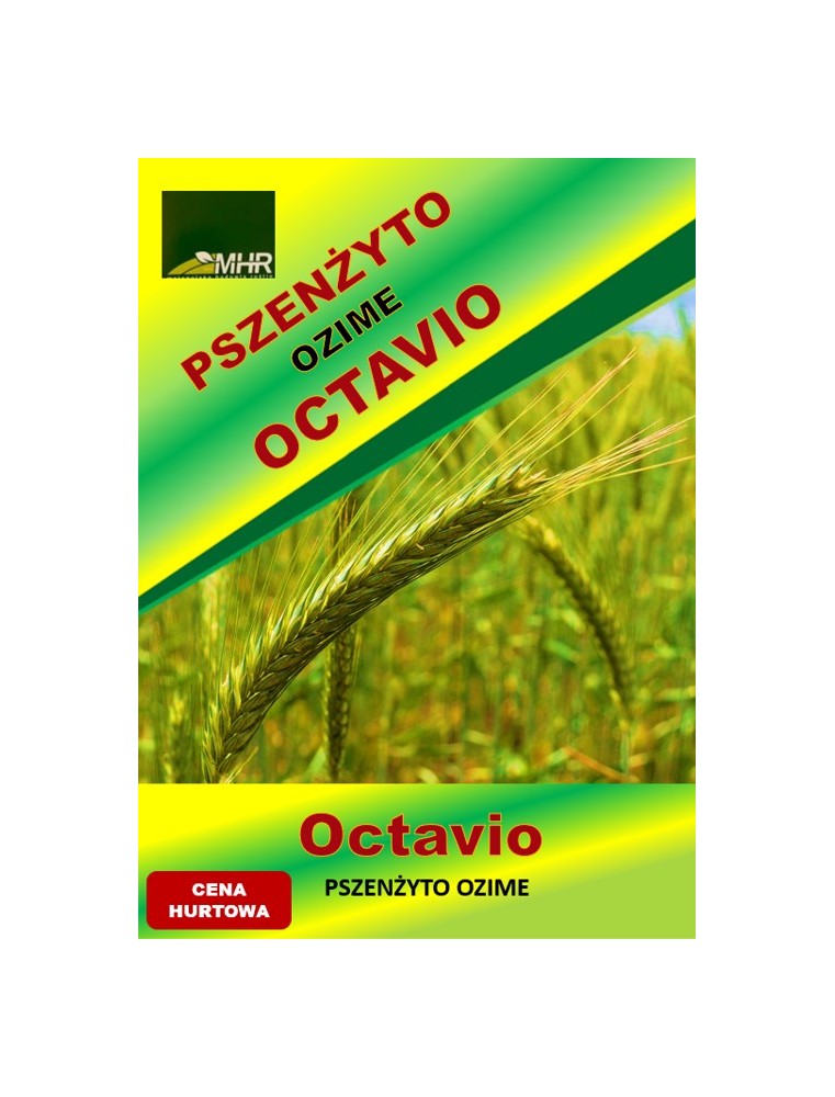 Nasiona pszenżyta ozimego - OCTAVIO