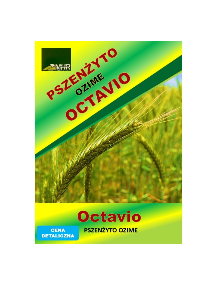 Nasiona pszenżyta ozimego – OCTAVIO Nasiona pszenżyta ozimego – OCTAVIO