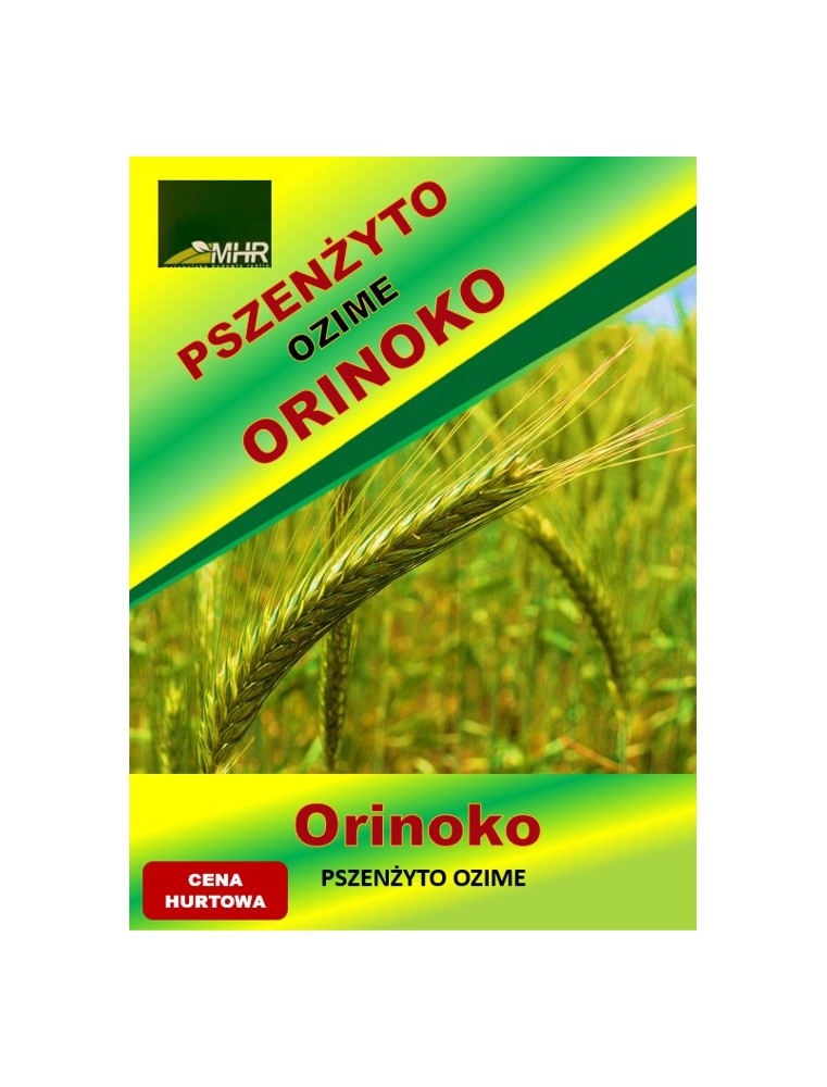 Nasiona pszenżyta ozimego – ORINOKO