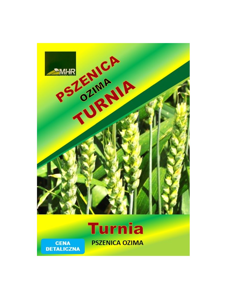 Nasiona pszenicy ozimej - TURNIA (A)