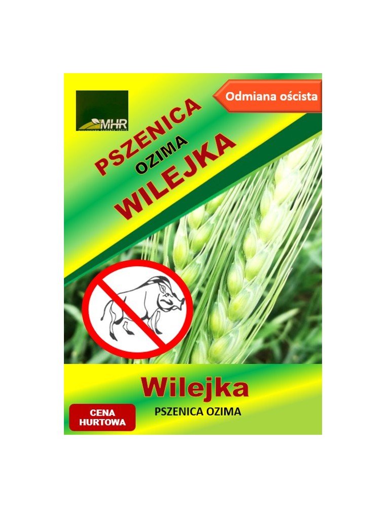 Nasiona pszenicy ozimej - WILEJKA
