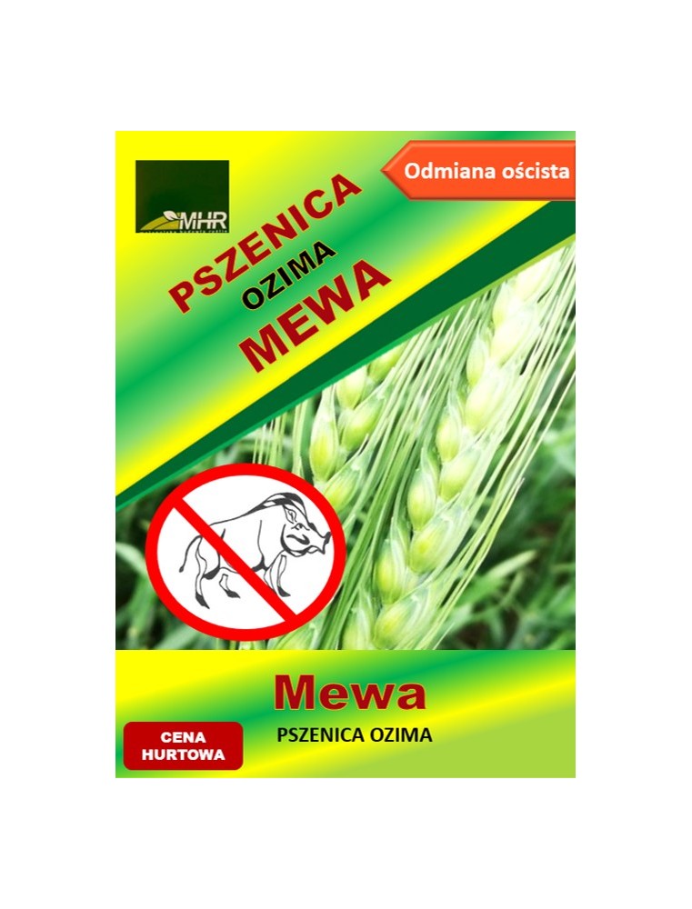 Nasiona pszenicy ozimej - MEWA
