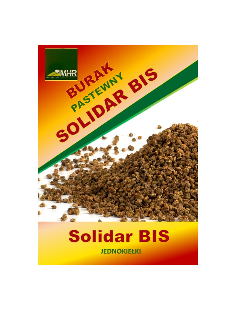 Nasiona Buraka pastewnego - SOLIDAR BIS