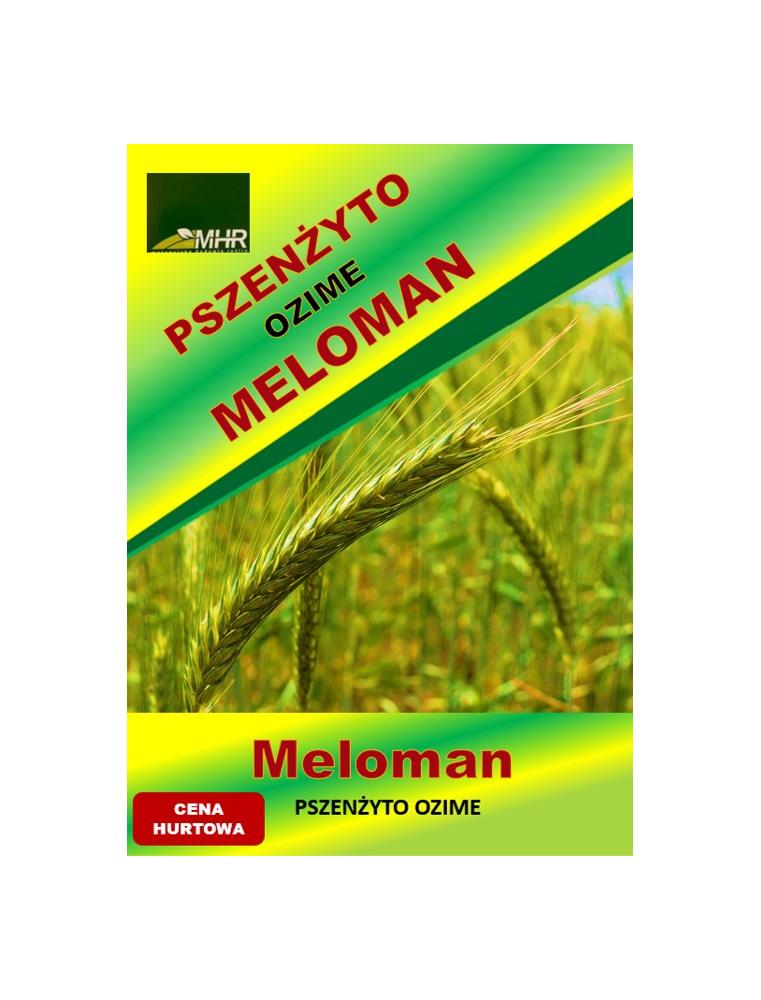 Nasiona pszenżyta ozimego - MELOMAN