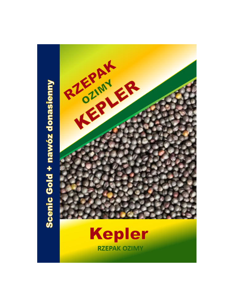 Nasiona rzepaku ozimego KEPLER