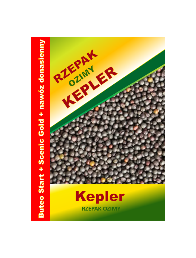 Nasiona rzepaku ozimego KEPLER