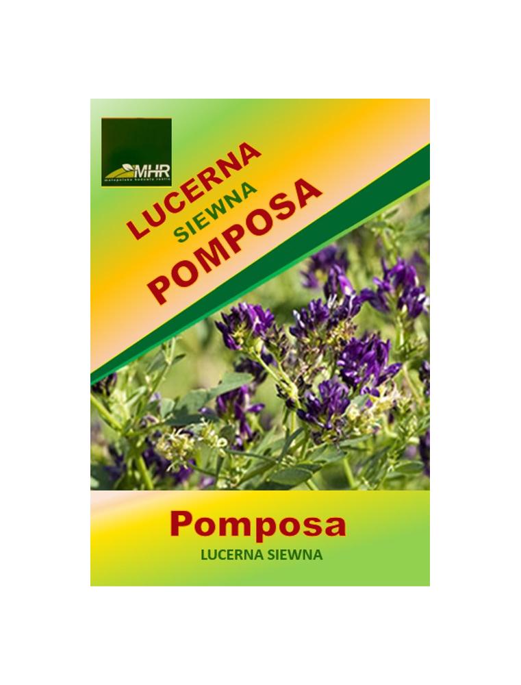 Nasiona Lucerny siewnej Pomposa