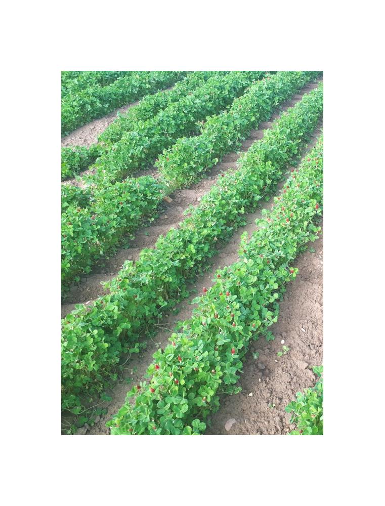 Koniczyna krwistoczerwona - OPOLSKA- plantacja