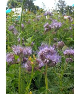 Nasiona facelii błękitnej Natra