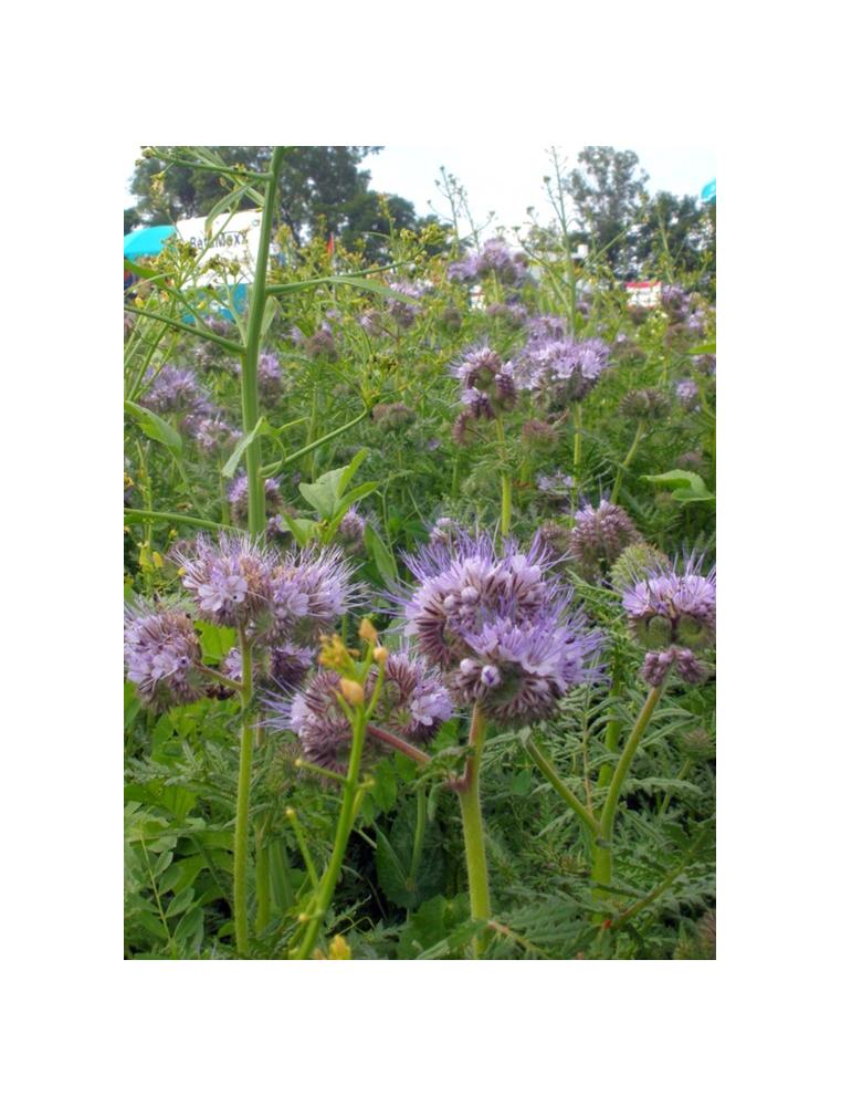 Nasiona facelii błękitnej Natra