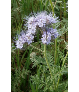 Facelia błękitna- kwiat
