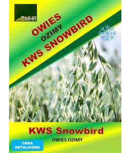 Nasiona  owsa ozimego - KWS SNOWBIRD