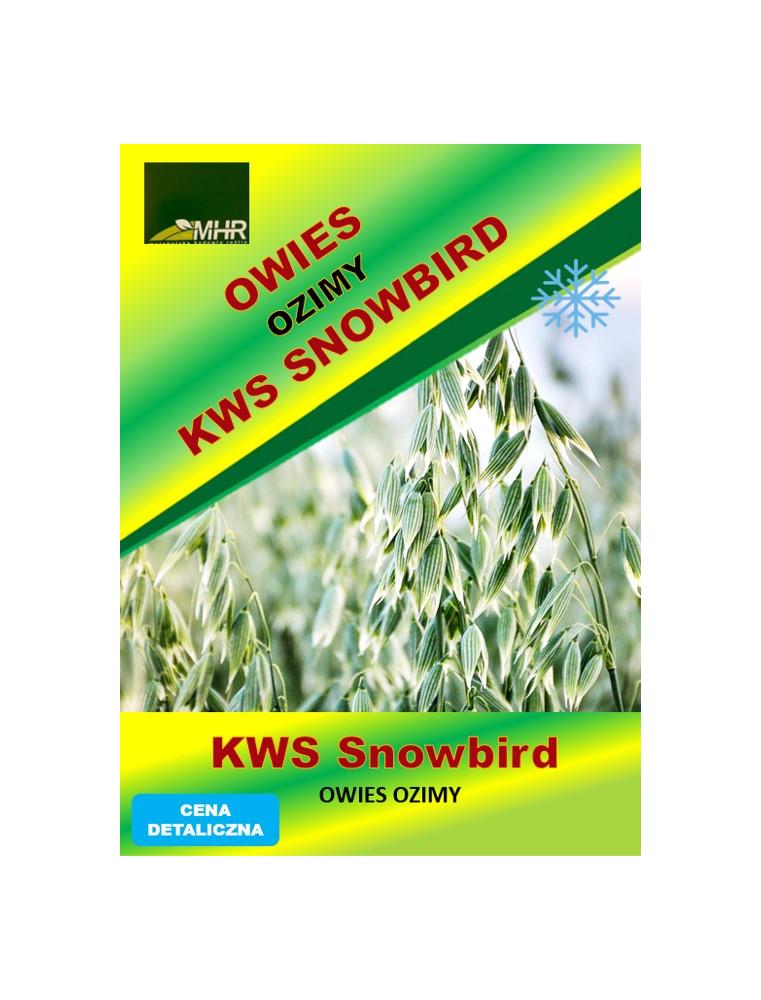 Nasiona  owsa ozimego - KWS SNOWBIRD