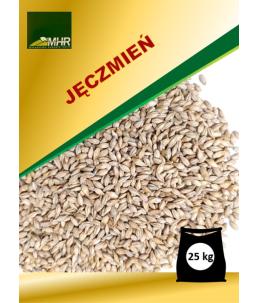 nasiona jęczmienia