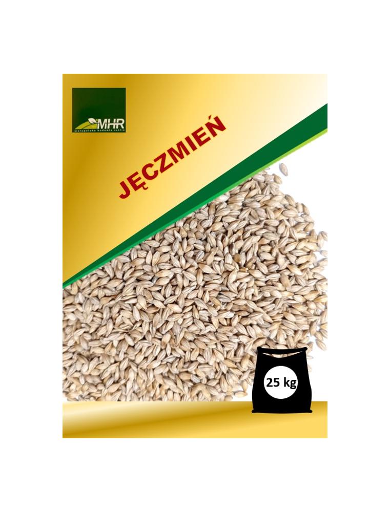 nasiona jęczmienia