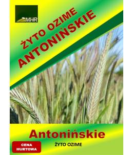 Nasiona żyta ozimego - ANTONIŃSKIE