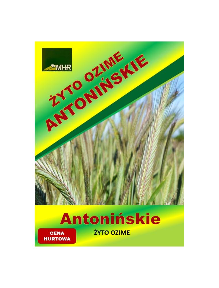 Nasiona żyta ozimego - ANTONIŃSKIE