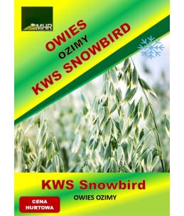 Nasiona owsa ozimego - KWS SNOWBIRD