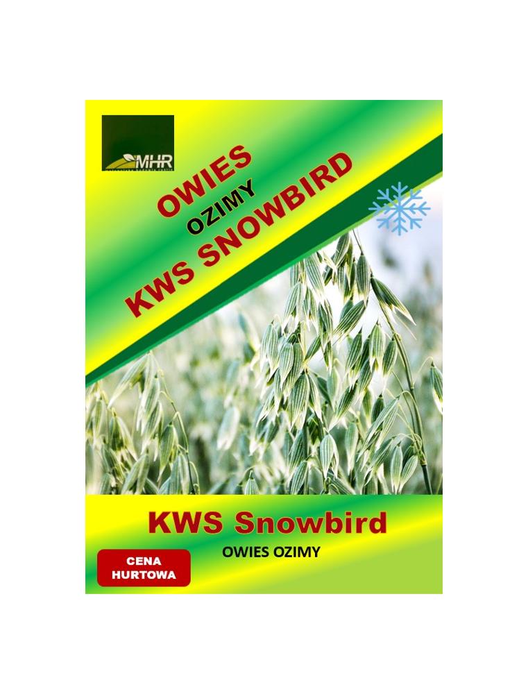 Nasiona owsa ozimego - KWS SNOWBIRD
