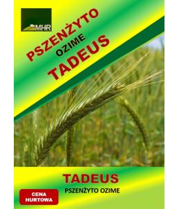 Nasiona pszenżyta ozimego – TADEUS hurt( od tony)