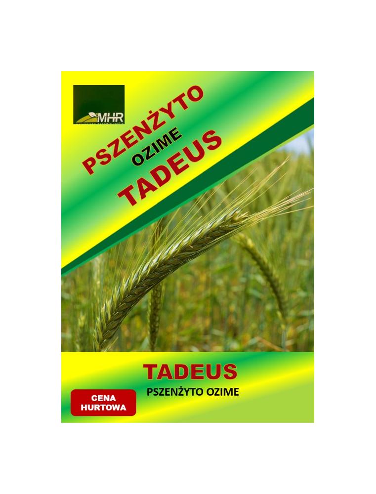 Nasiona pszenżyta ozimego – TADEUS hurt( od tony)