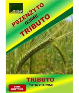 Nasiona pszenżyta ozimego – TRIBUTO  hurt( od tony)