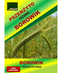 Nasiona pszenżyta ozimego – BOROWIK hurt( od tony)