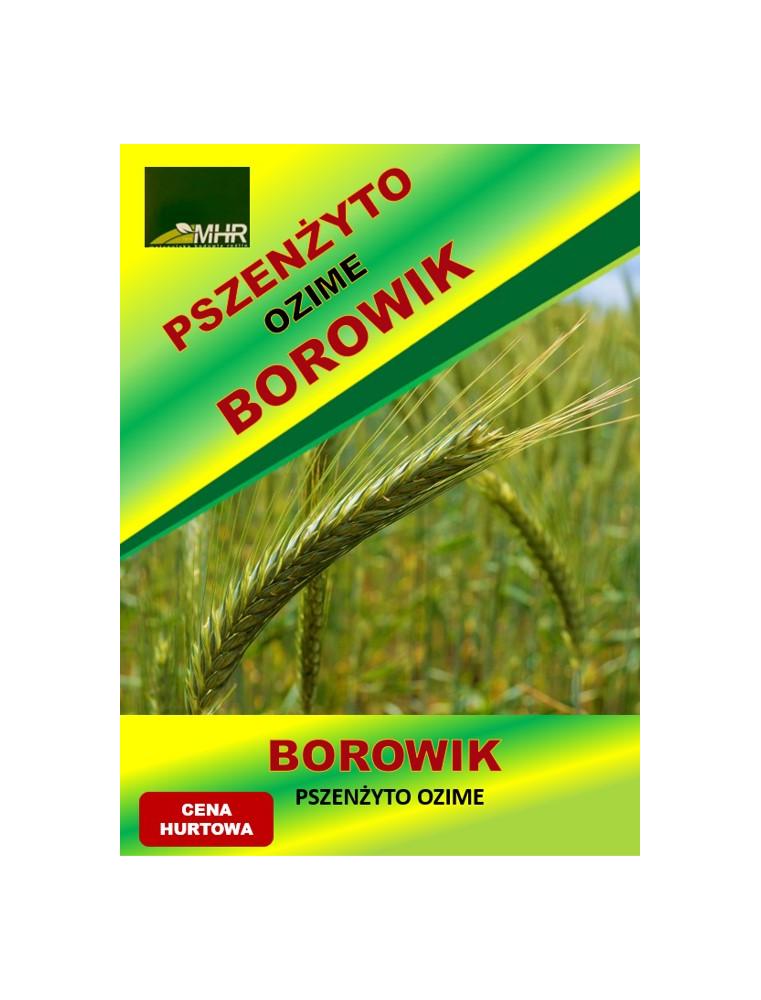 Nasiona pszenżyta ozimego – BOROWIK hurt( od tony)