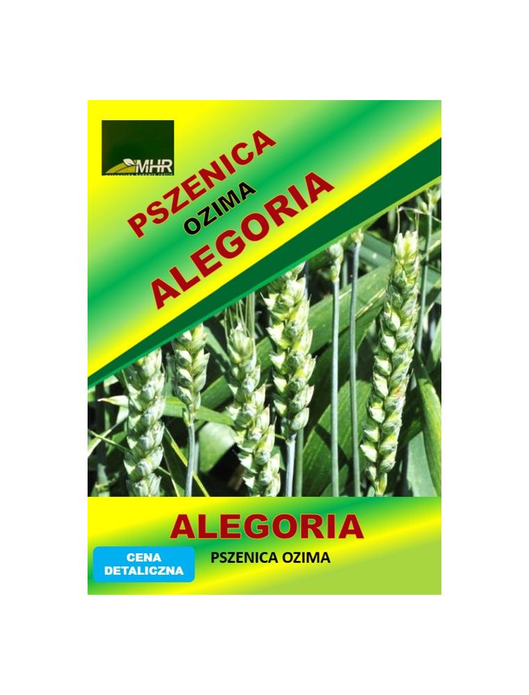 Nasiona pszenicy ozimej - ALEGORIA