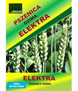 Nasiona pszenicy ozimej - ELEKTRA