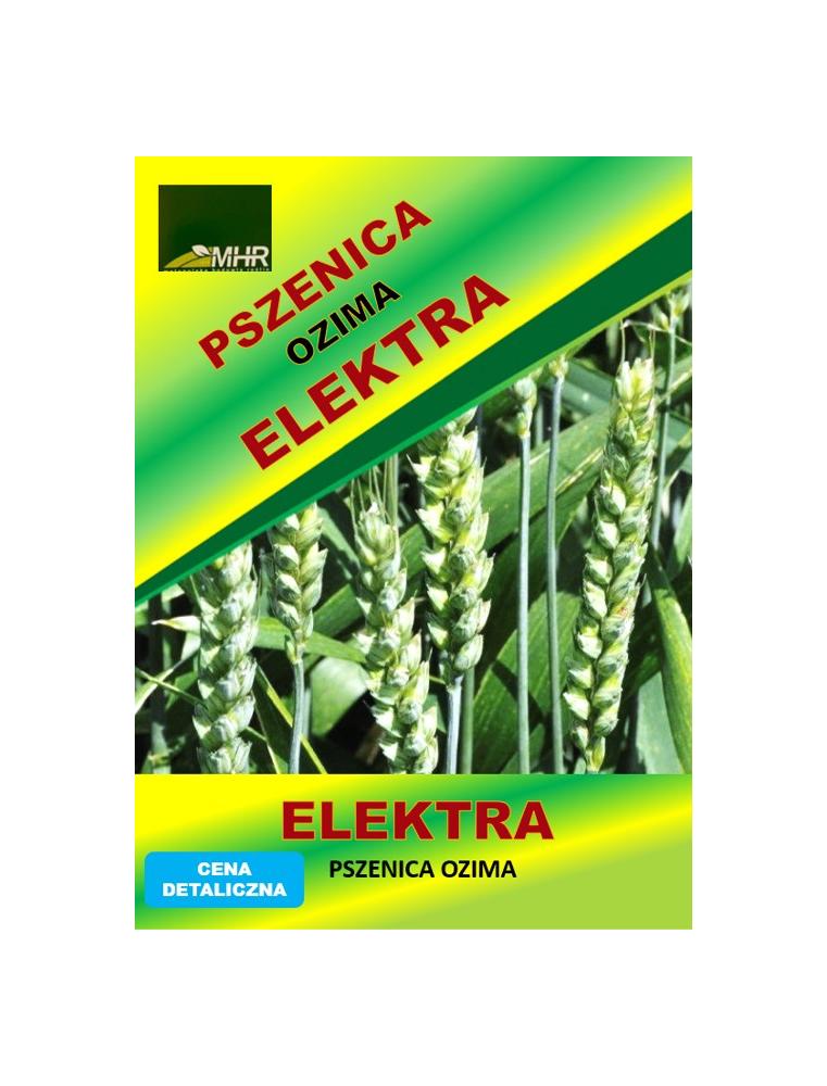 Nasiona pszenicy ozimej - ELEKTRA