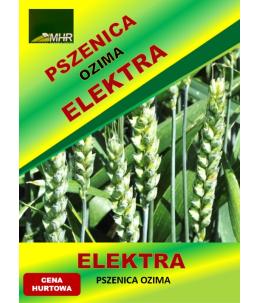 Nasiona pszenicy ozimej - ELEKTRA