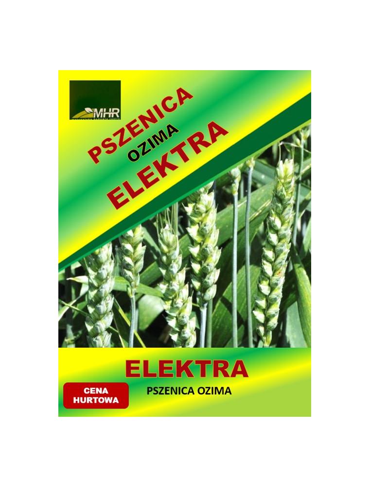 Nasiona pszenicy ozimej - ELEKTRA