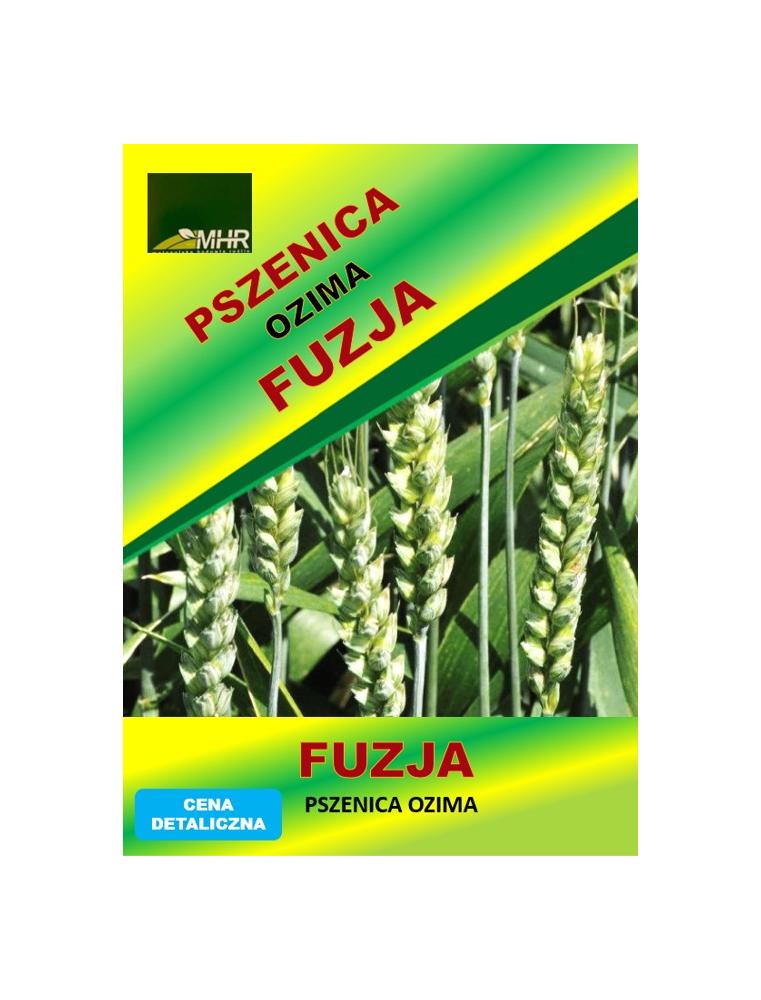 Nasiona pszenicy ozimej - FUZJA