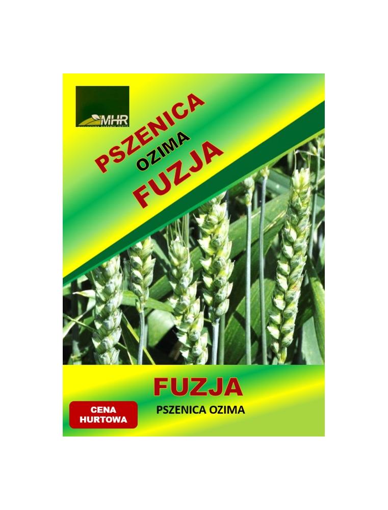 Nasiona pszenicy ozimej - FUZJA