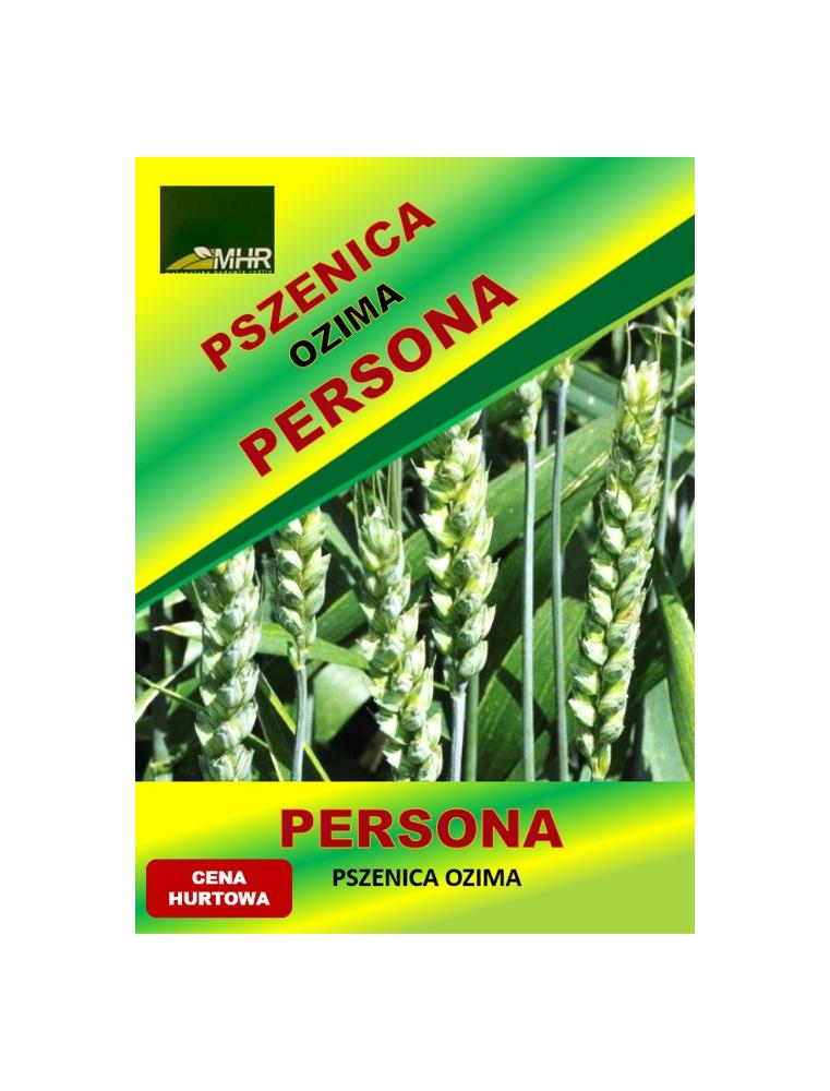 Nasiona pszenicy ozimej - PERSONA